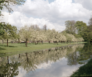 824502 Afbeelding van een boomgaard met bloeiende bomen aan de Kromme Rijn in de omgeving van Bunnik.